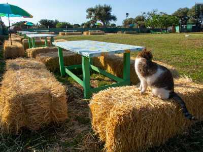 �Lo abbiamo portato qui dopo essere stato investito da un�auto � spiega la padrona di casa -. Anche il gatto Ciccio Ciccio ha un passato molto triste: fu infatti abbandonato in estate su una strada statale�